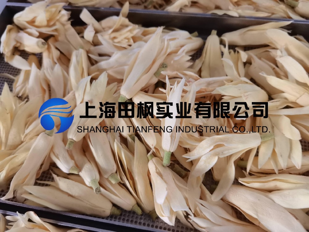 白玉蘭凍干，鮮花凍干機應用于白玉蘭真空冷凍干燥